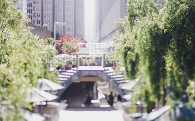 Maecenas Fringilla Augue